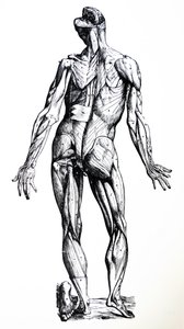 De Humani Corporis Fabricaの7番目の本のプレート 作： Andreas Vesalius