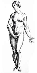 De Humani Corporis Fabricaの7番目の本のプレート 作： Andreas Vesalius