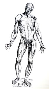 De Humani Corporis Fabricaの7番目の本のプレート 作： Andreas Vesalius