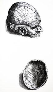 De Humani Corporis Fabricaの7番目の本のプレート 作： Andreas Vesalius