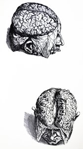 De Humani Corporis Fabricaの7番目の本のプレート 作： Andreas Vesalius
