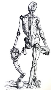 De Humani Corporis Fabricaの7番目の本のプレート 作： Andreas Vesalius