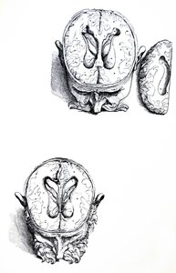 De Humani Corporis Fabricaの7番目の本のプレート 作： Andreas Vesalius