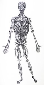 De Humani Corporis Fabricaの3冊目のプレート 作： Andreas Vesalius