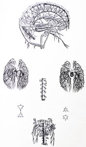 De Humani Corporis Fabricaの3冊目のプレート 作： Andreas Vesalius