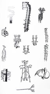De Humani Corporis Fabricaの3冊目のプレート 作： Andreas Vesalius