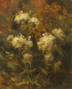 きんぎょ 作： Andrew Allan