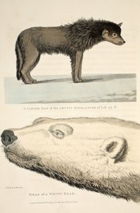 北極圏のハイランダーのそり犬とシロクマの頭、「発見の航海...」のイラスト、1819年 作： Andrew Motz Skene