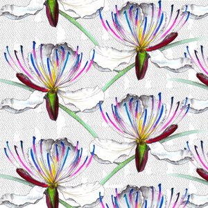 ケーパーの花、2017年、水彩、インク 作： Andrew Watson