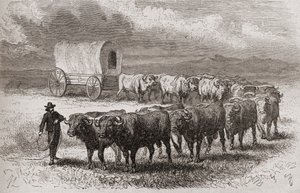 1867年にアメリカの大草原を横切って雄牛を運転、「手の世界」からのイラスト、1878年公開 作： Ange Louis Janet