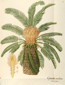 サゴヤシ (Cycas revoluta Thunb)、ソテツ科、Angela Rossi Bottione 作、水彩