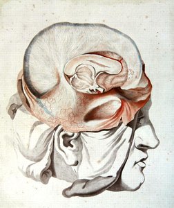 フェリックス・ヴィック・ダジール(1748-94)の「頭骨の解剖学的考察」より 1786年（彩色済み彫刻）