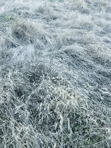 霜に覆われた冬の草