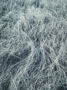 霜に覆われた冬の草