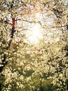 輝く春の花々 作： 
