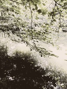 陽光が差し込む森の樹冠 作： Angelo Cerantola