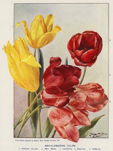 5月に咲くチューリップ（カラーリトグラフ） 作： Angelo Fairfax Muckley