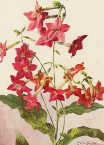 美しいタバコの花、ニコチアナ・サンデラエ（カラーリトグラフ） 作： Angelo Fairfax Muckley