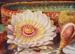 ビクトリア・レジア、水生植物の中で最も高貴な植物（カラーリトグラフ） 作： Angelo Fairfax Muckley