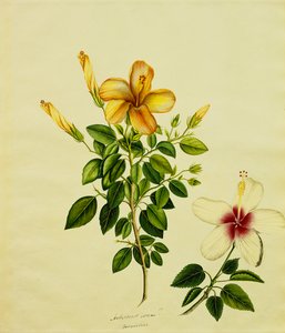 アロエ、その他のハイビスシ、1840年頃の研究 作： Anglo Indian School