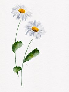 繊細なヒナギクの花 作： 