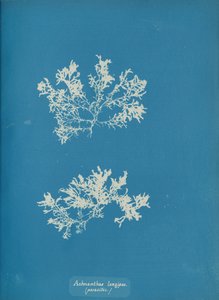 アクナンテス・ロンギペス。 寄生。 1853年。 作： Anna Atkins