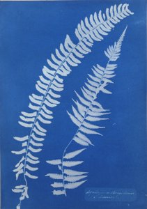 ベゴニアブラジリアンシス、南アメリカ 作： Anna Atkins