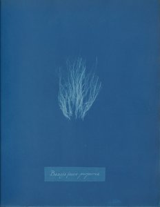 Bangia fusco-purpurea、カリフォルニア州。 1853年。 作： Anna Atkins