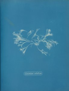 繊毛状セラミック、約。 1853年 作： Anna Atkins