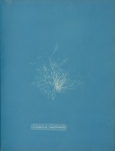 透明なセラミック、約。 1853年 作： Anna Atkins