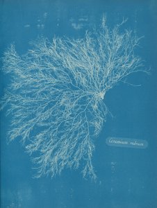 レッドセラミック、約。 1853年 作： Anna Atkins