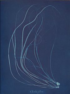 ワイヤーストリング、約。 1853年 作： Anna Atkins