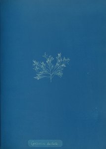 Cystoseira barbata、カリフォルニア州。 1853年。 作： Anna Atkins