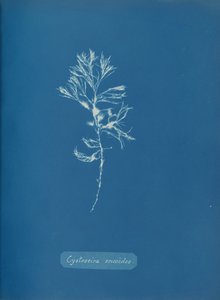 Cystoseira ericoides、ca。 1853年。 作： Anna Atkins
