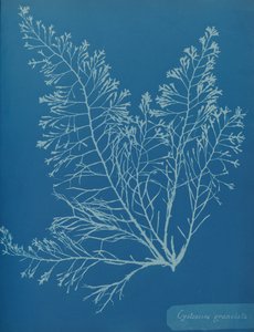 シストセイラ・グラニュラータ、ca. 1853年。 作： Anna Atkins