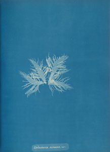 Delesseria sinvosa、var。、ca。 1853年。 作： Anna Atkins