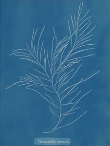 Desmarestia aculeata、カリフォルニア州。 1853年。 作： Anna Atkins
