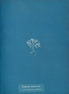 Ceranium rubrum 上の海産珪藻 1853年 作： Anna Atkins