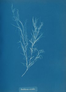 Dichloria viridis、カリフォルニア州。 1853年。 作： Anna Atkins