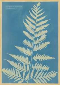Dichsonia arborescens、ジャマイカ 作： Anna Atkins