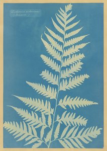  作： Anna Atkins