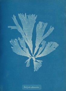Dictyota atomaria、カリフォルニア州。 1853年。 作： Anna Atkins