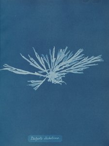 Dictyota dichotoma、ca。 1853年。 作： Anna Atkins