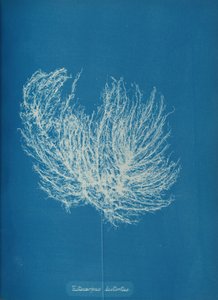 Ectocarpus distantus, ca. 1853.    1198236   ja       japanese Successfully Translated  Original: Japanese girl Translat: Japanese girl 1426172 ja japanese Successfully Translated Original: Nude with Jewelry, 1906. Translat: Nude with Jewelry, 1906. 118227 作： Anna Atkins