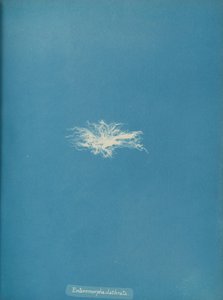 Enteromorpha clathrata、カリフォルニア州。 1853年。