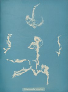 Enteromorpha ramulosa、カリフォルニア州。 1853年