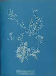 Exillaria crystallinum parasitic、ca。 1853年。 作： Anna Atkins