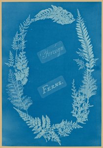 外国のシダ 作： Anna Atkins
