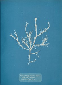 eruginosus ターナーに焦点を当てます。 と。 海のリスボン 英国に新しい。 1853年。 作： Anna Atkins