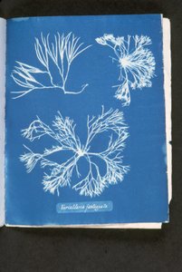 Furcelleria fastigiata（「イギリスの藻類の写真」より。1843年～53年に出版された「Photographs of British Algae: Cyanotype Impressions」より（サイアノタイプ 作： Anna Atkins